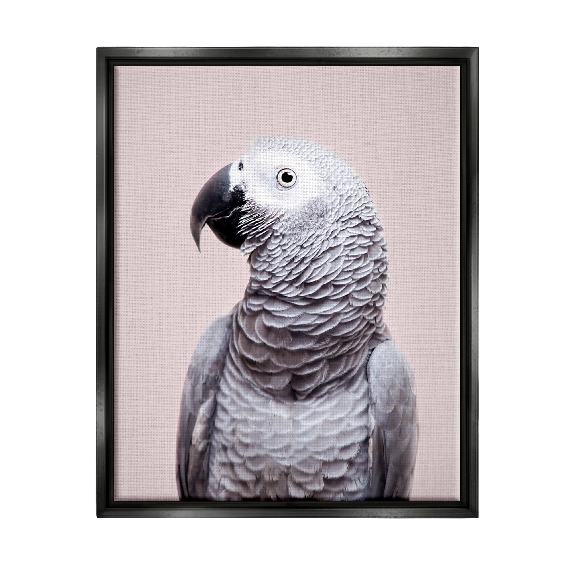 Stupell Industries African Grey Parrot Portrait Animals & Insects Photography Black Floater Framed Art Print Wall Art, 17 x 21