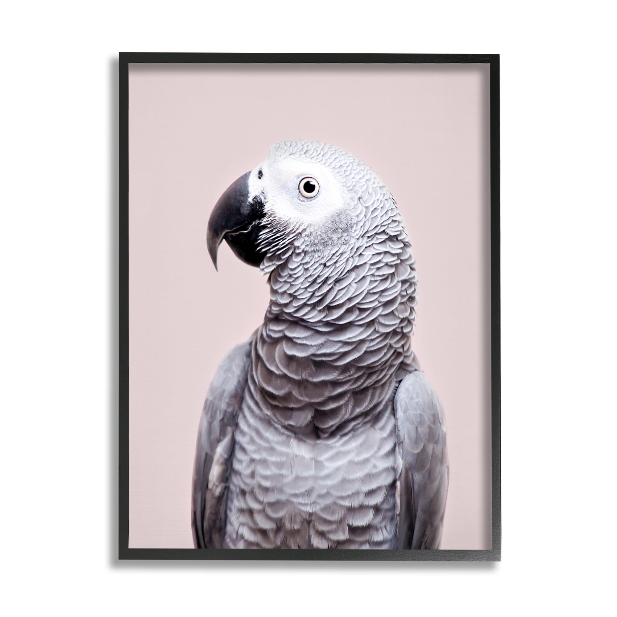 Stupell Industries African Grey Parrot Portrait Animals & Insects Photography Black Framed Art Print Wall Art, 24 x 30