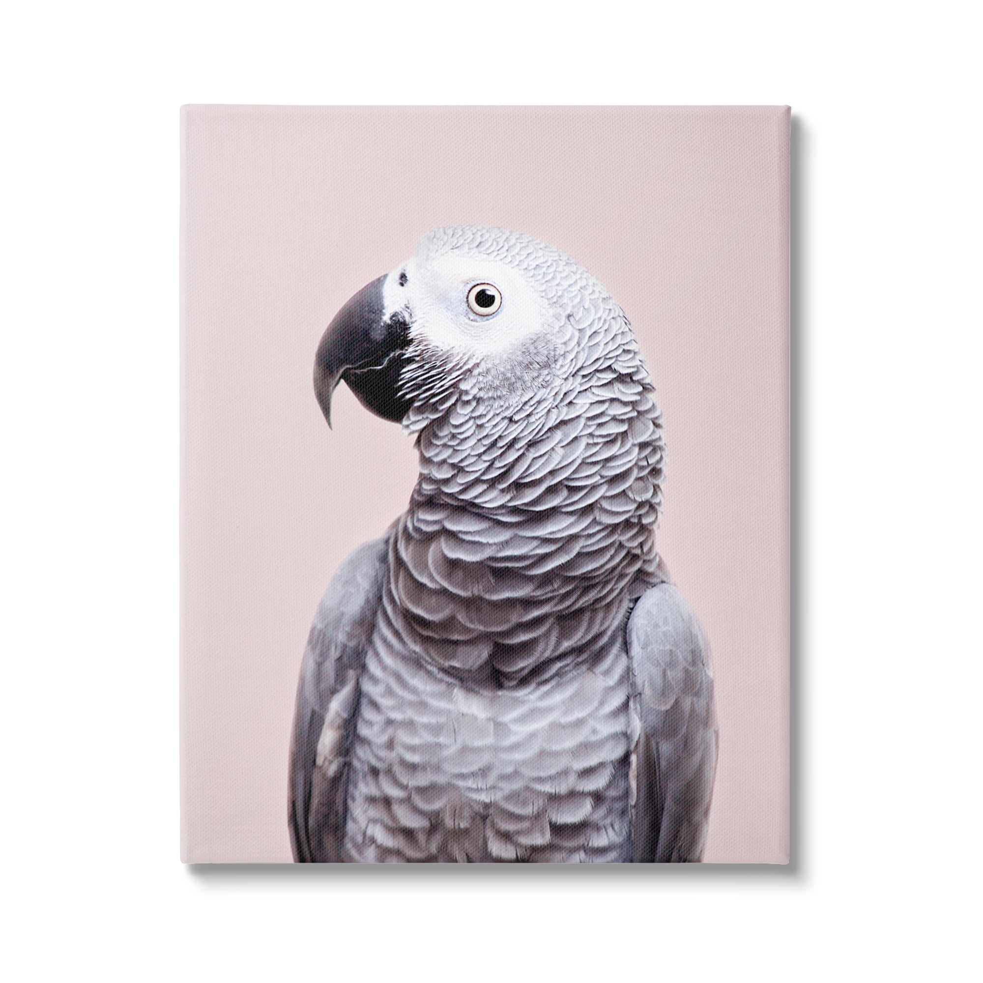 16" x 20" Gray African Parrot Canvas Print
