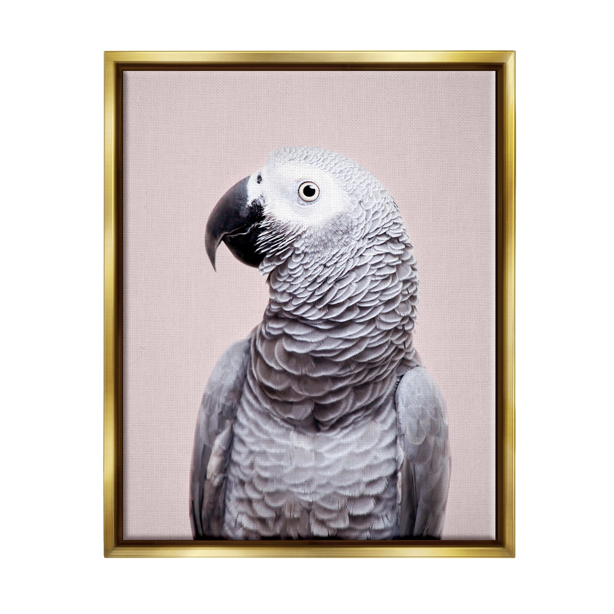Stupell Industries African Grey Parrot Portrait Animals & Insects Photography Gold Floater Framed Art Print Wall Art, 17 x 21