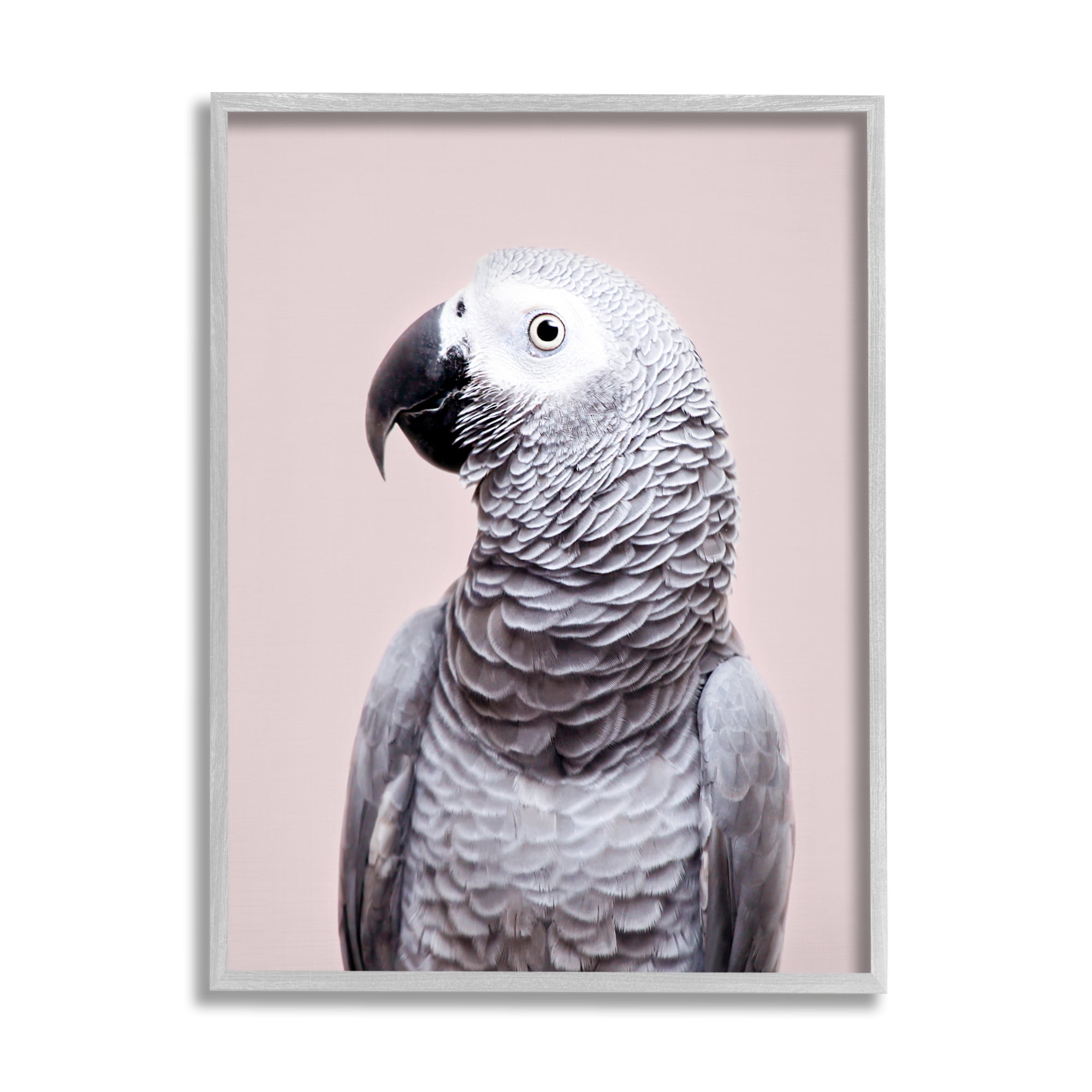 Stupell Industries African Grey Parrot Portrait Animals & Insects Photography Gray Framed Art Print Wall Art, 16 x 20