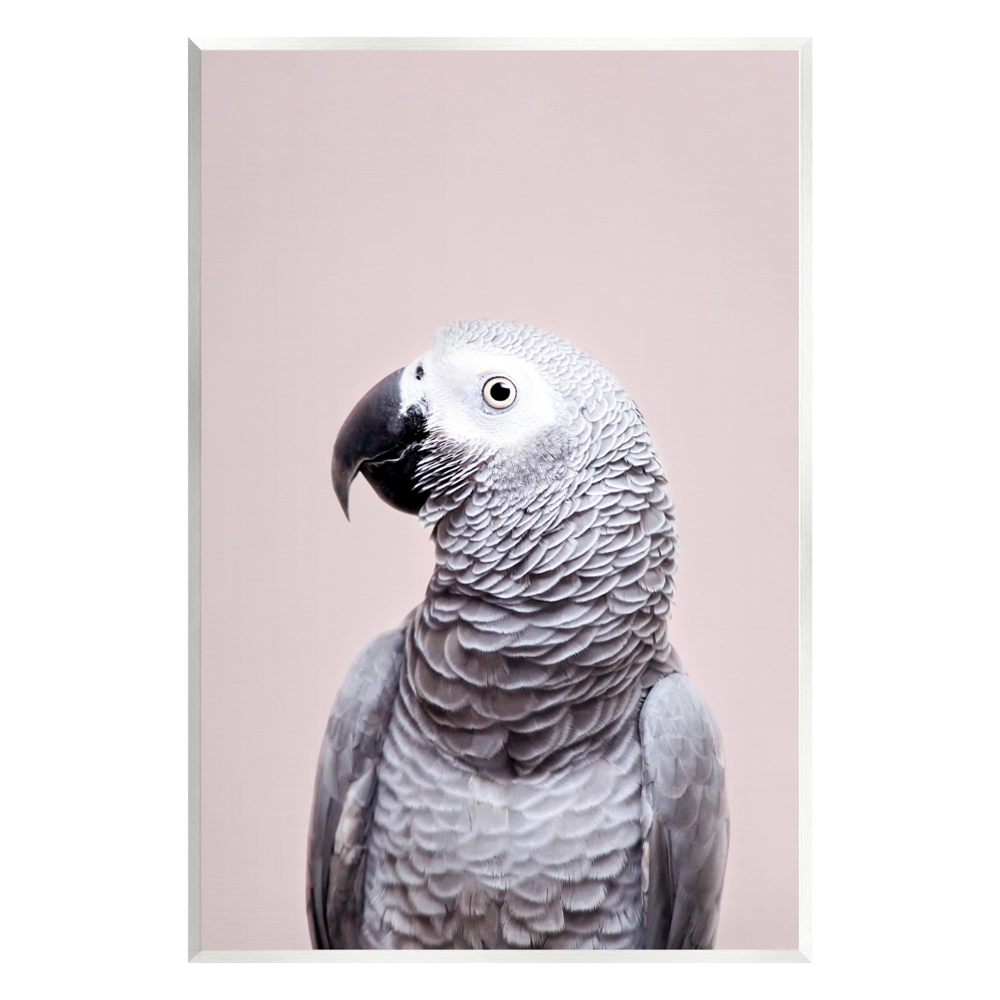Stupell Industries African Grey Parrot Portrait Animals & Insects Photography Unframed Art Print Wall Art, 10 x 15