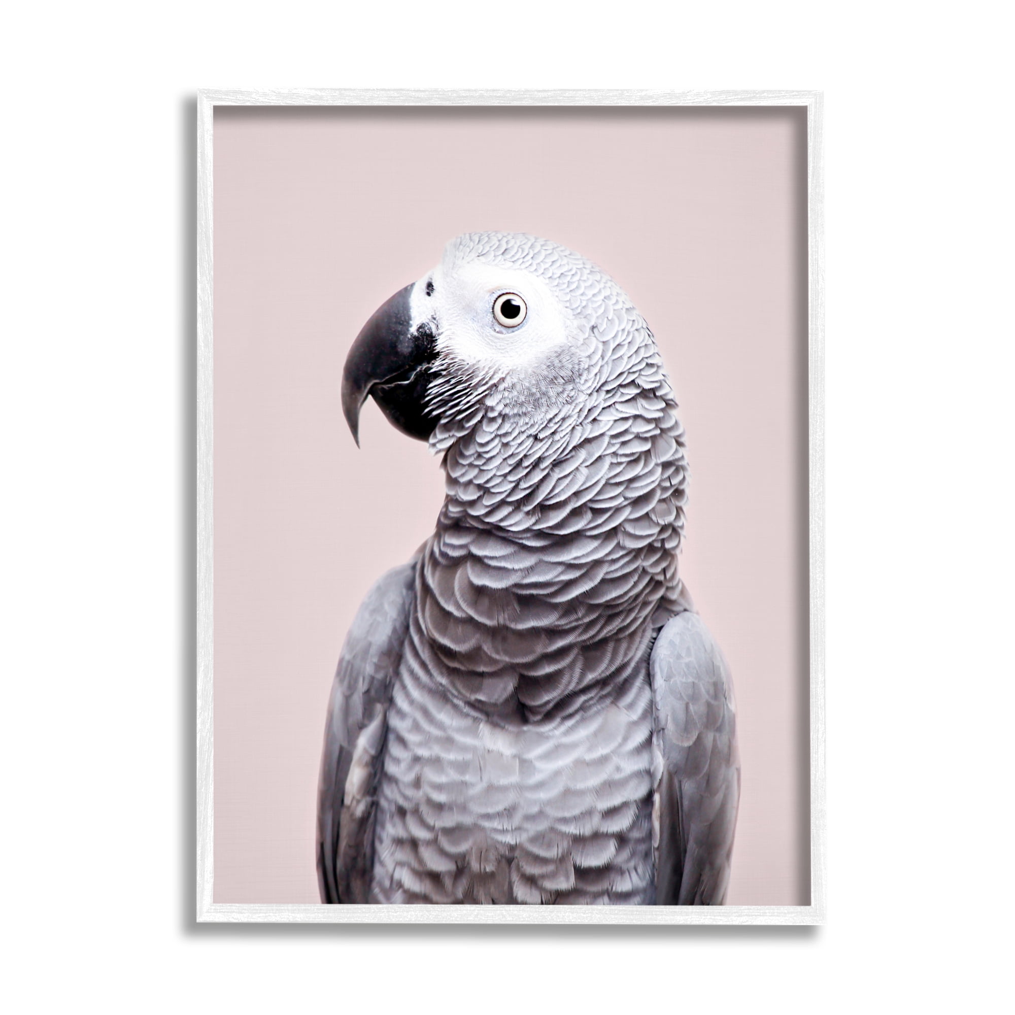 Stupell Industries African Grey Parrot Portrait Animals & Insects Photography White Framed Art Print Wall Art, 16 x 20