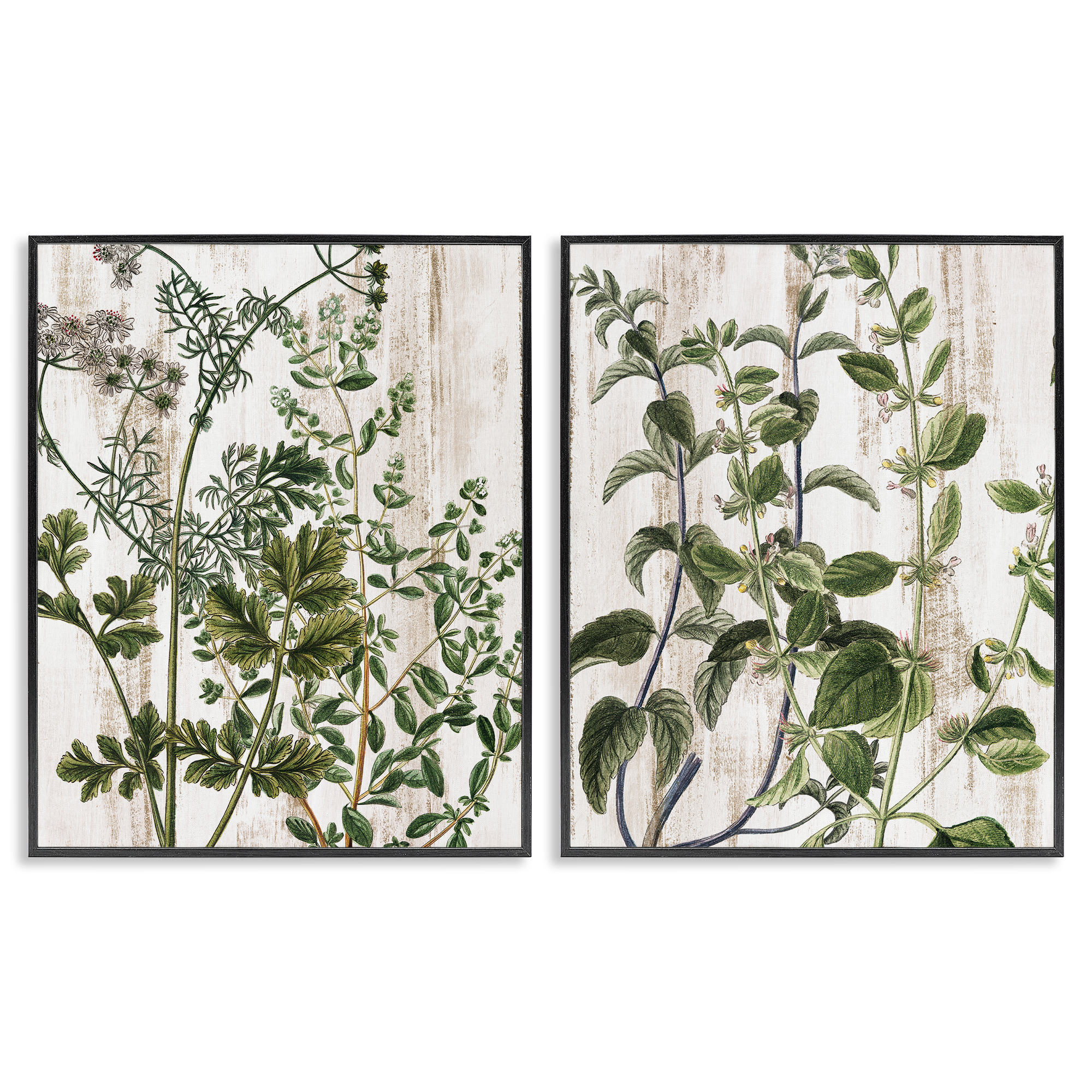 Stupell Industries Aged Botanical Leaves Plants & Flowers Painting Black Framed Art Print Wall Art, 11 x 14, Set of 2