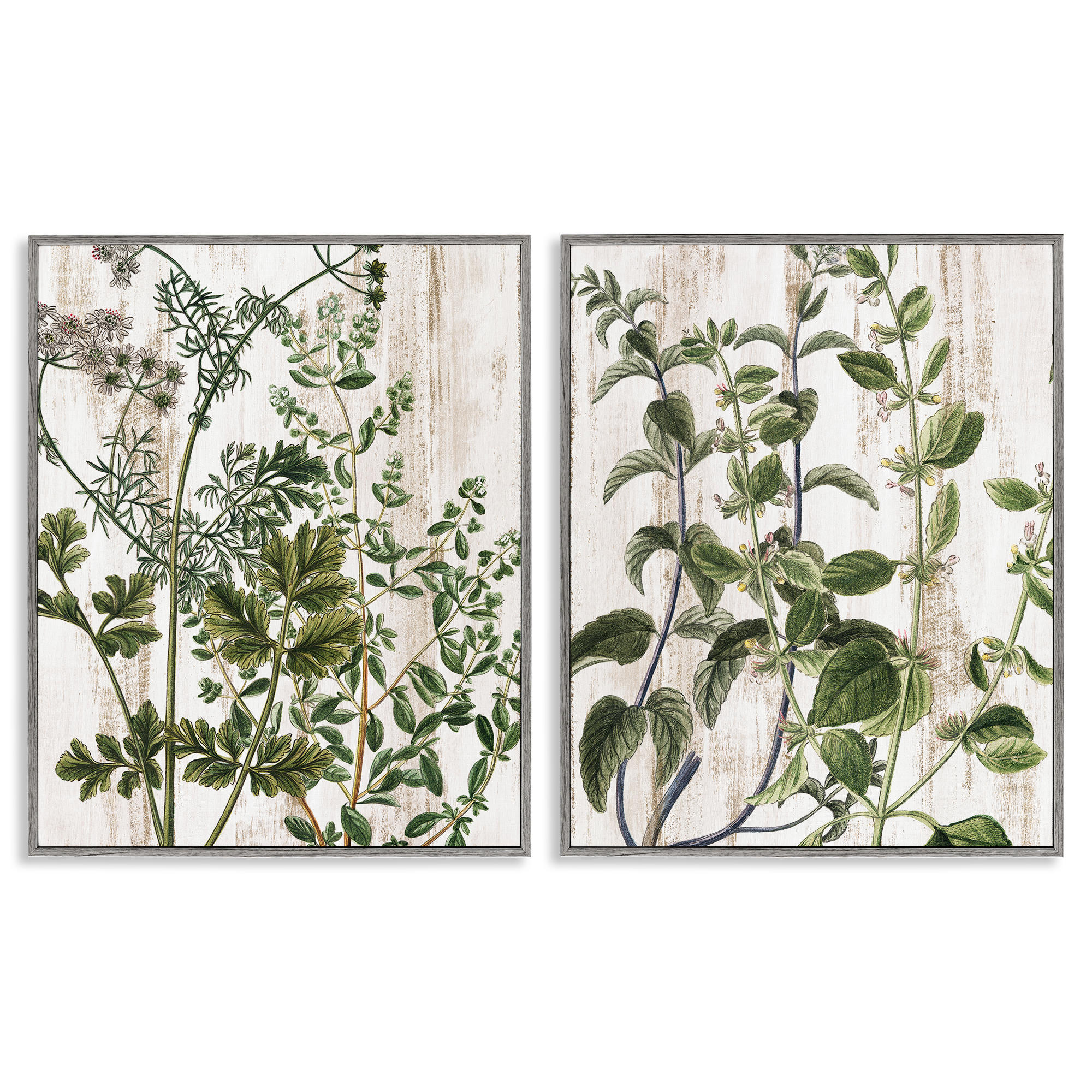 Stupell Industries Aged Botanical Leaves Plants & Flowers Painting Gray Framed Art Print Wall Art, 11 x 14, Set of 2