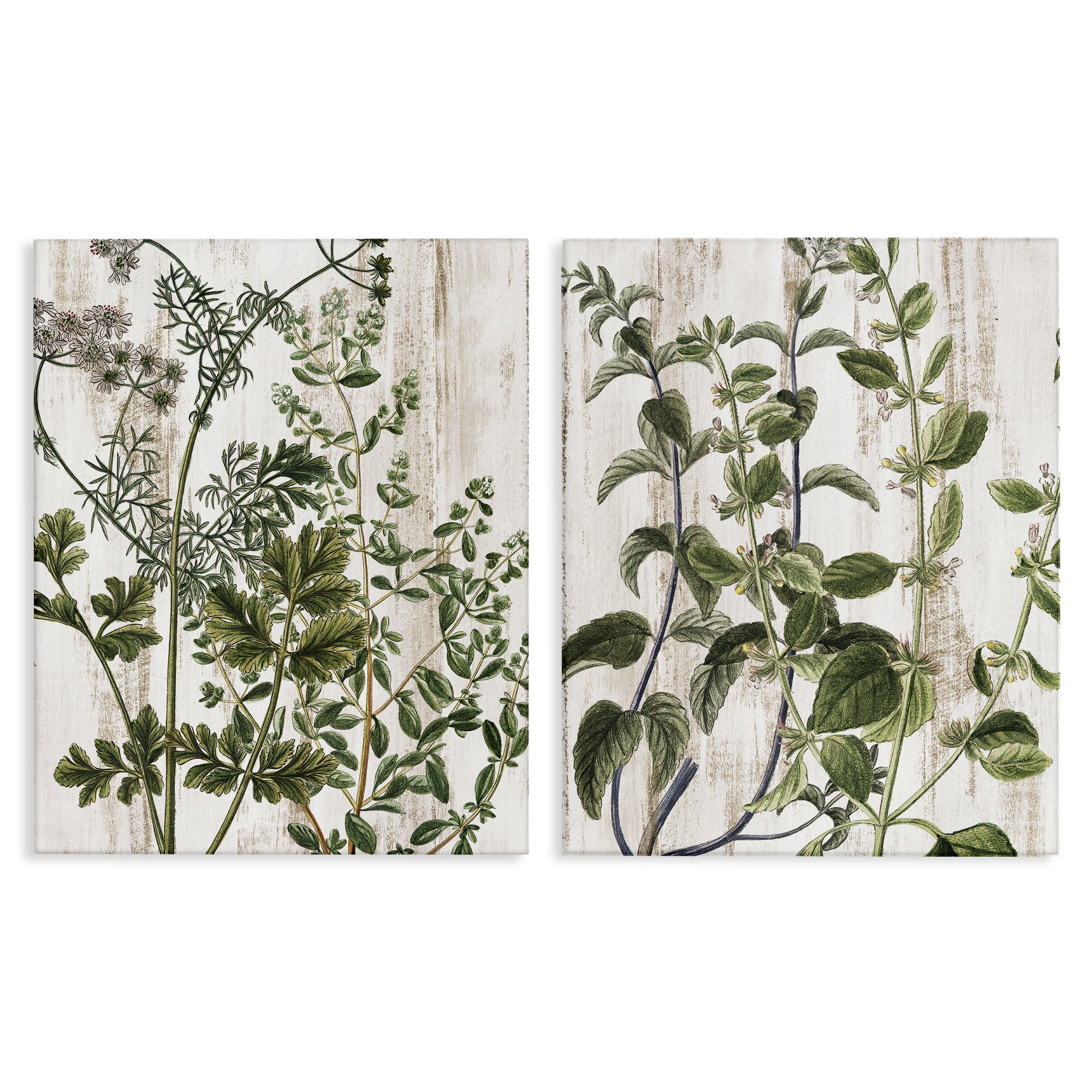 Stupell Industries Aged Botanical Leaves Plants & Flowers Painting Wrapped Canvas Art Print Wall Art, 16 x 20, Set of 2