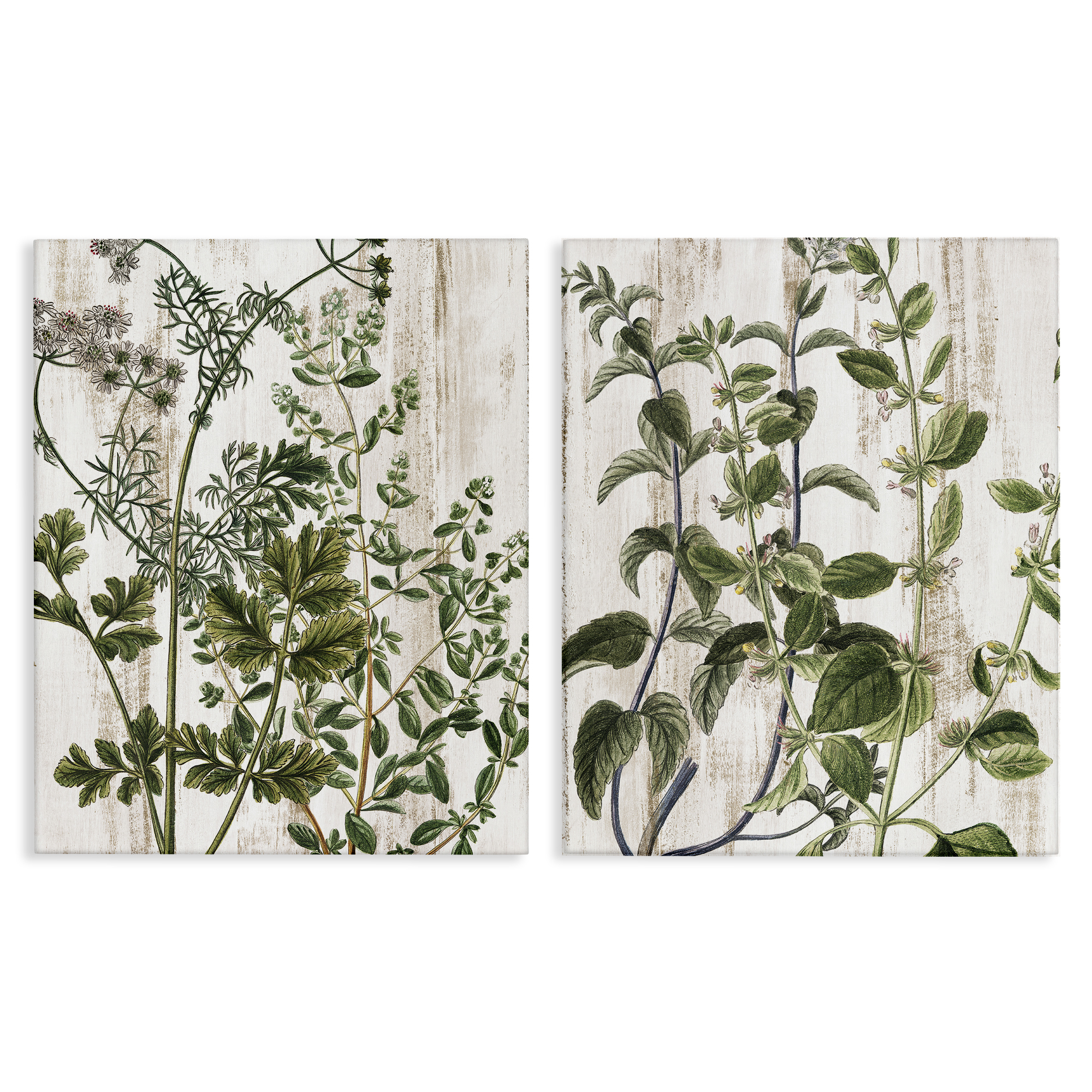 Stupell Industries Aged Botanical Leaves Plants & Flowers Painting Wrapped Canvas Art Print Wall Art, 24 x 30, Set of 2