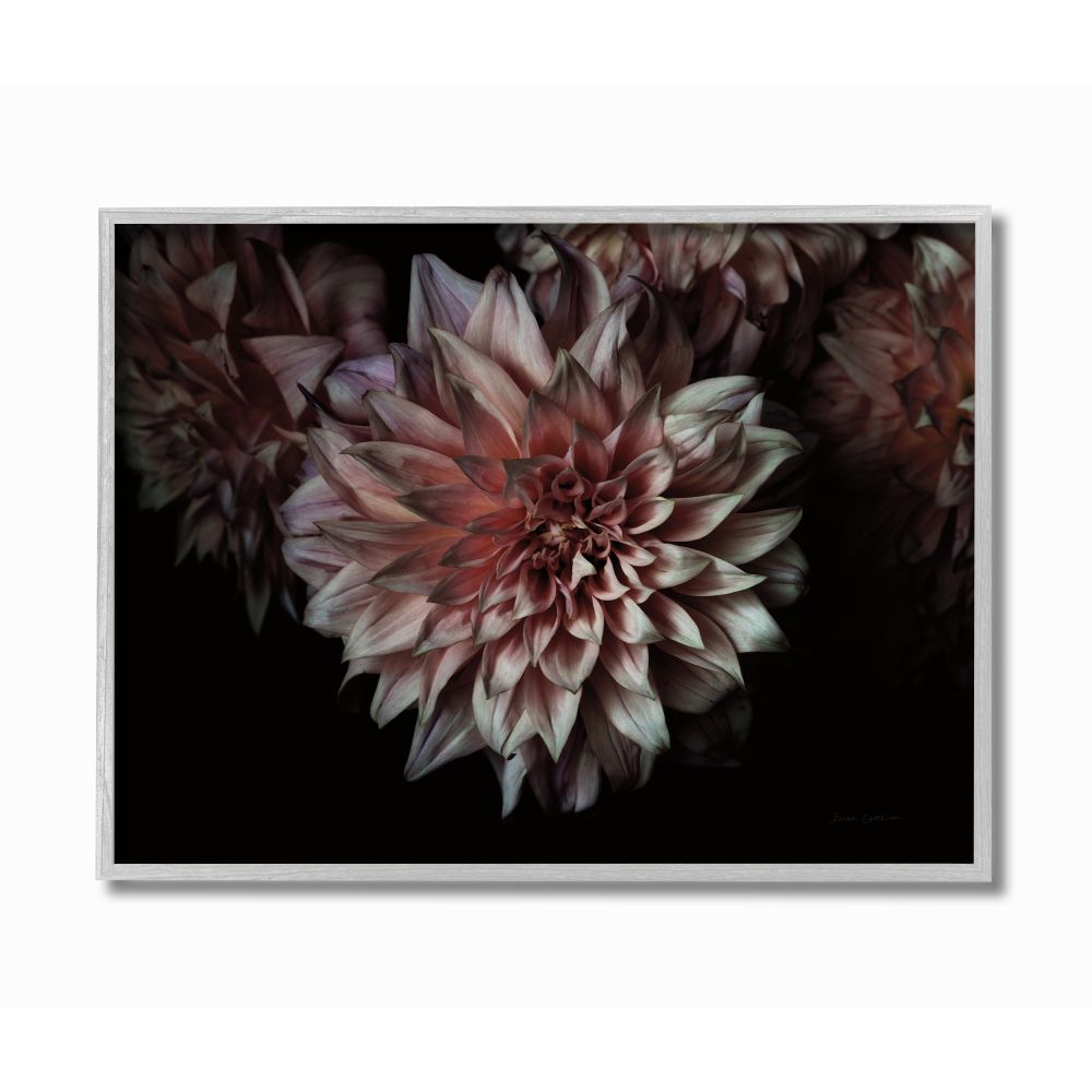 Stupell Industries Aged Flower Curved Petals Pink Black Photograph Framed Wall Art Design by Elise Catterall, 16" x 20", Gray Framed