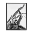 thumbnail image 1 of Stupell Industries Air Plant Natural Texture Modern Black White Photography, 16 x 20,Design by Nick Saez, 1 of 5