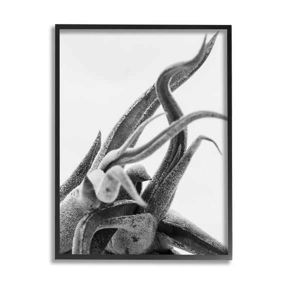 Stupell Industries Air Plant Natural Texture Modern Black White Photography, 16 x 20,Design by Nick Saez