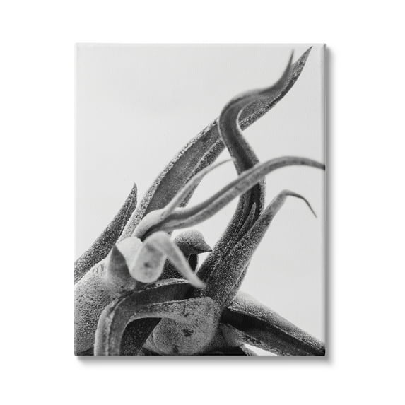 Stupell Industries Air Plant Natural Texture Modern Black White Photography, 16 x 20,Design by Nick Saez