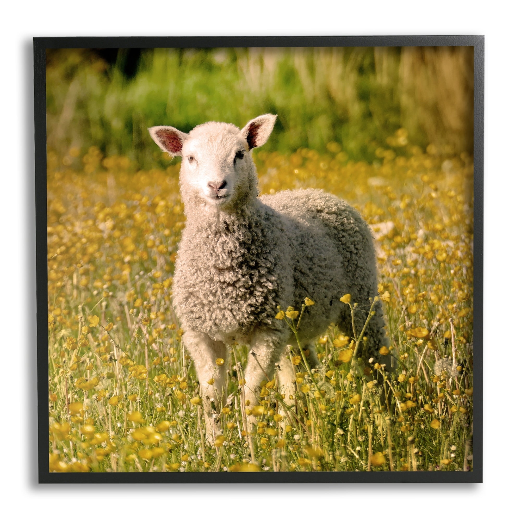 Stupell Industries Alert Baby Lamb Gazing Yellow Wild Flower Blossoms Photograph Black Framed Art Print Wall Art, Design by Daphne Polselli