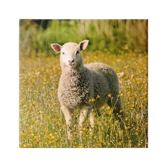 Stupell Industries Alert Baby Lamb Gazing Yellow Wild Flower Blossoms Photograph Gallery Wrapped Canvas Print Wall Art, Design by Daphne Polselli
