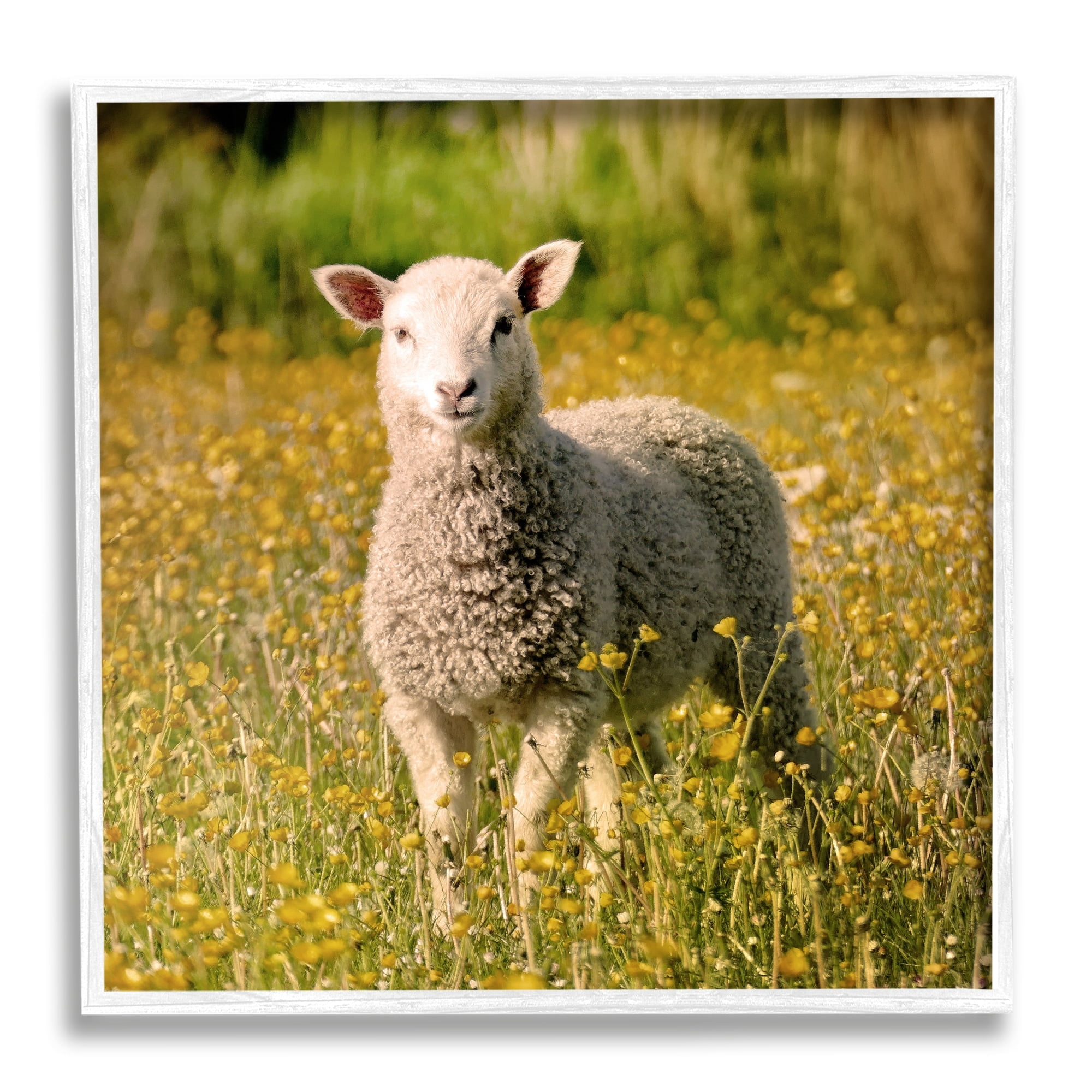 Stupell Industries Alert Baby Lamb Gazing Yellow Wild Flower Blossoms Photograph White Framed Art Print Wall Art, Design by Daphne Polselli