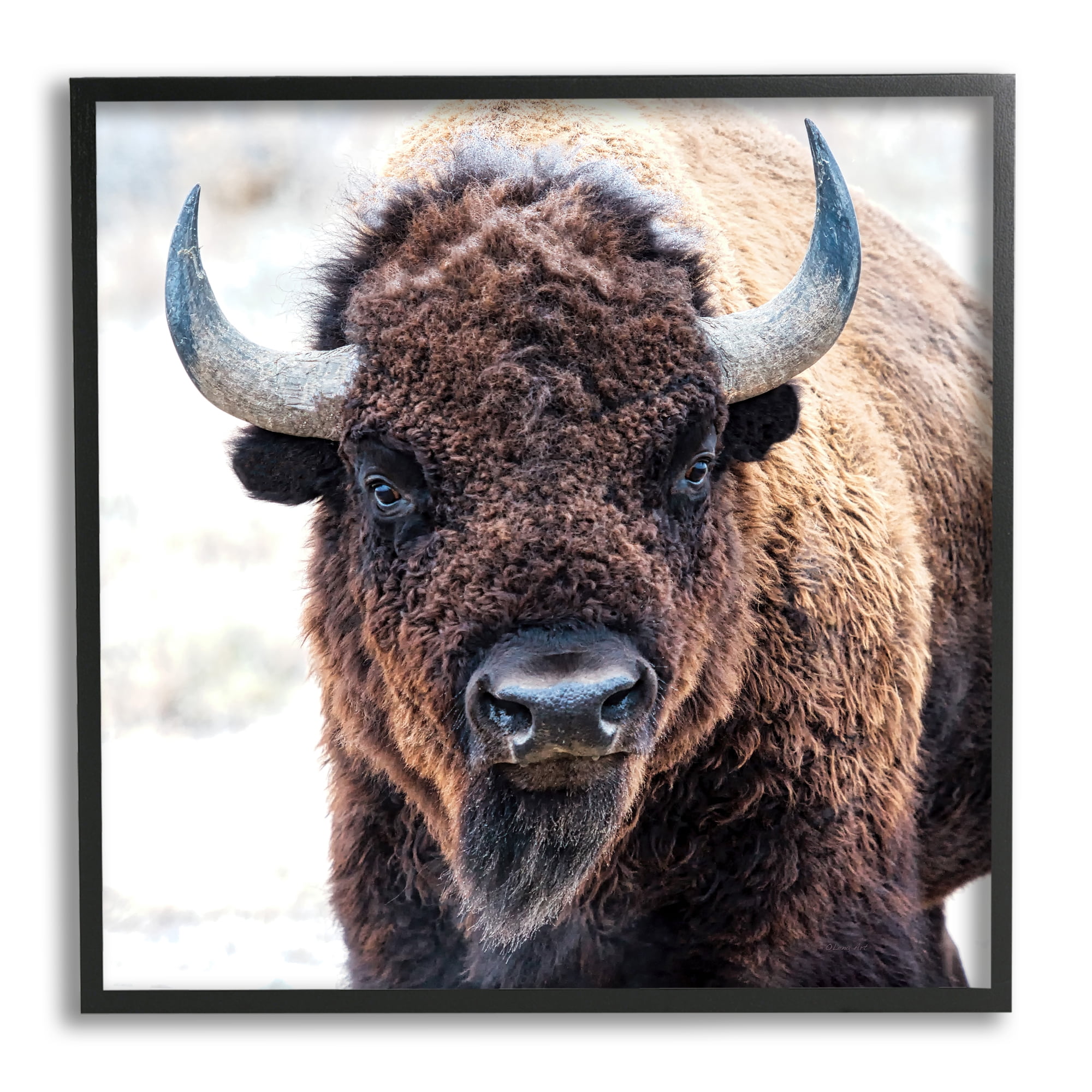 American Bison Photography Black Framed 12" x 12" Canvas Print