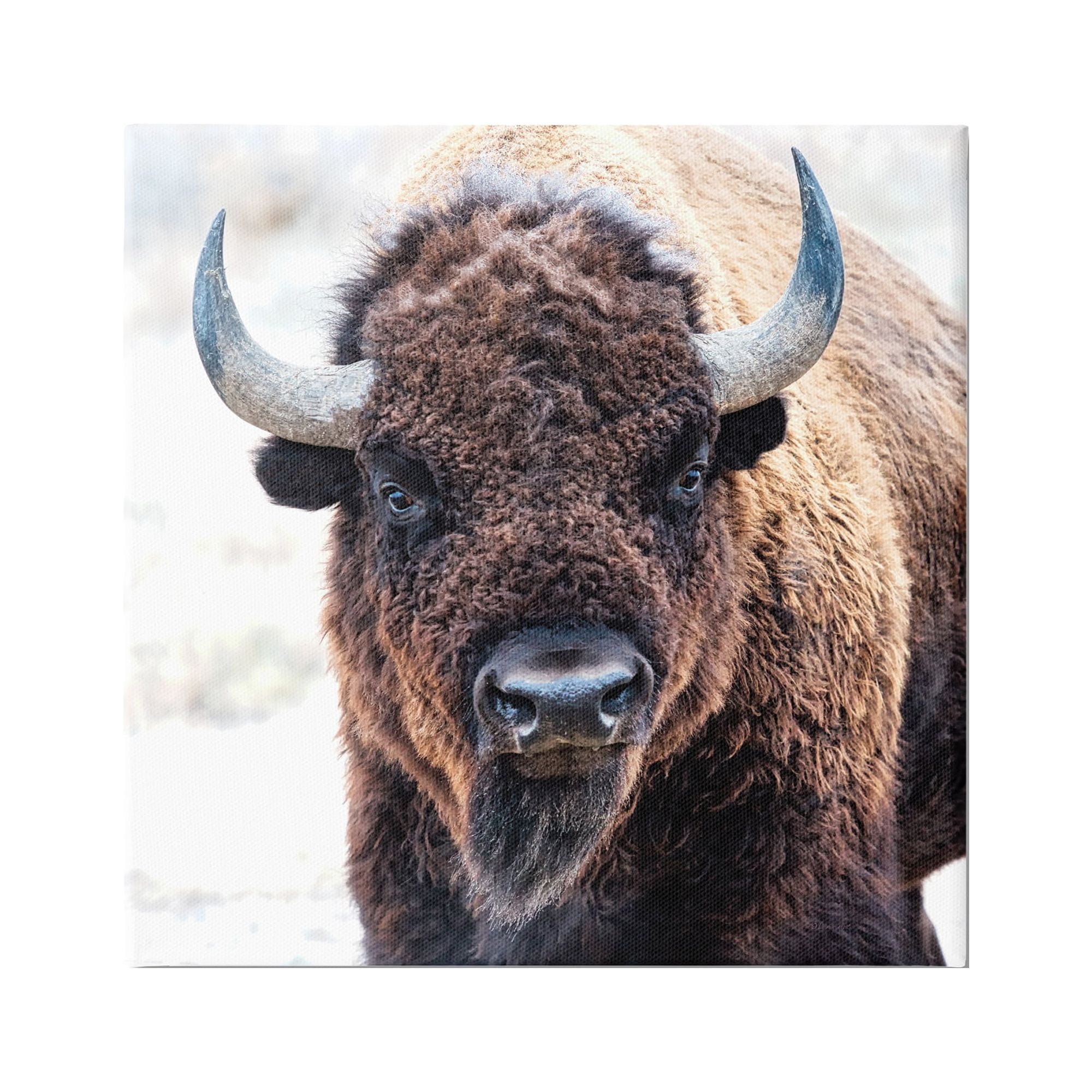 Stupell Industries American Bison Photography Animals & Insects Photography Gallery Wrapped Canvas Print Wall Art, 17 x 17