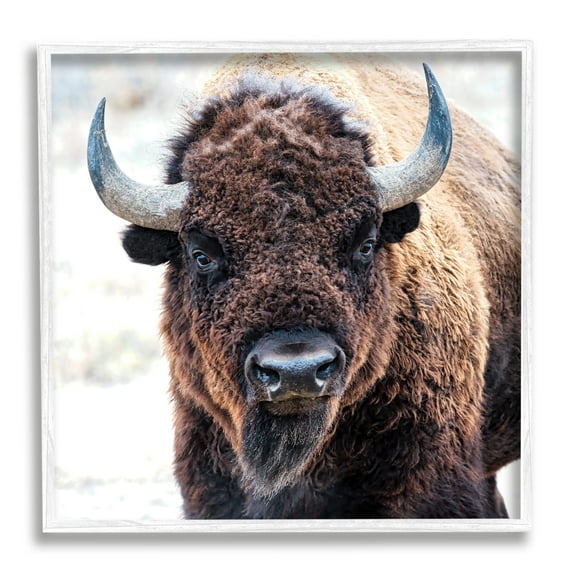 Stupell Industries American Bison Photography Animals & Insects Photography White Framed Art Print Wall Art, 12 x 12