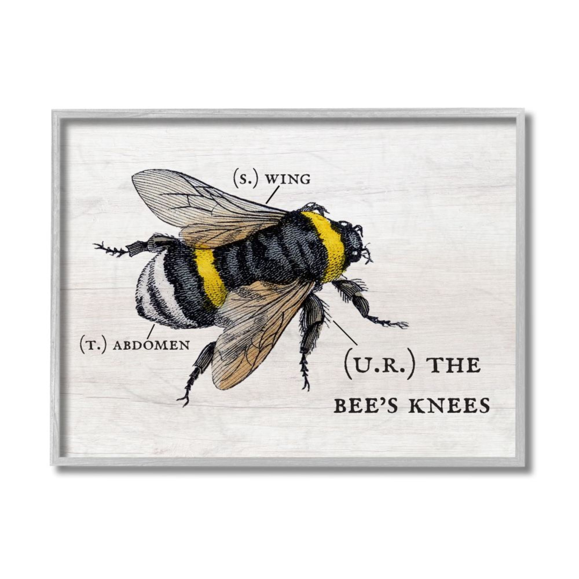 Stupell Industries Anatomy of Honey Bee Pun Charming Bee's Knees Design by Daphne Polselli, 16" x 20", Gray Framed