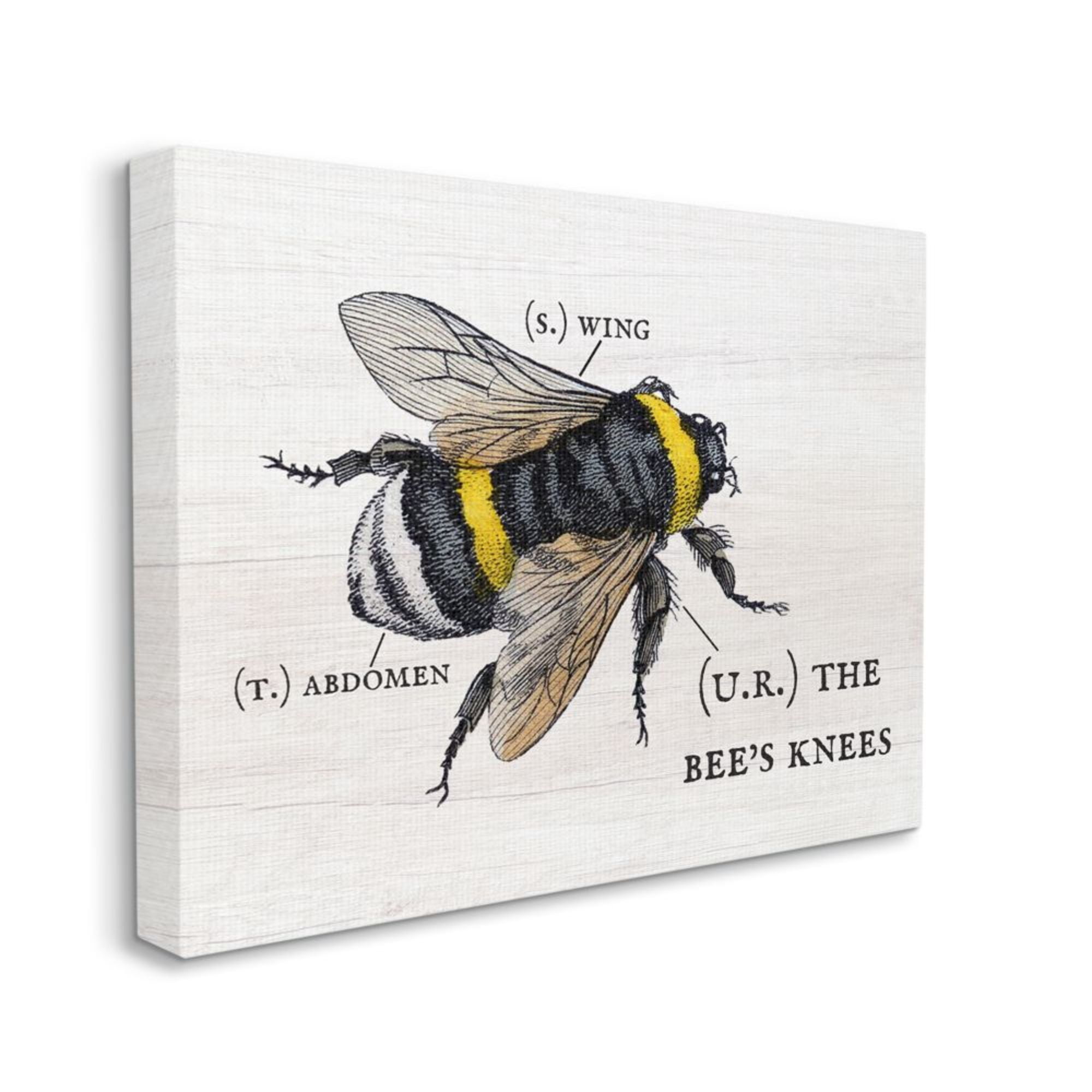 Stupell Industries Anatomy of Honey Bee Pun Charming Bee's Knees Design by Daphne Polselli, 24" x 30"