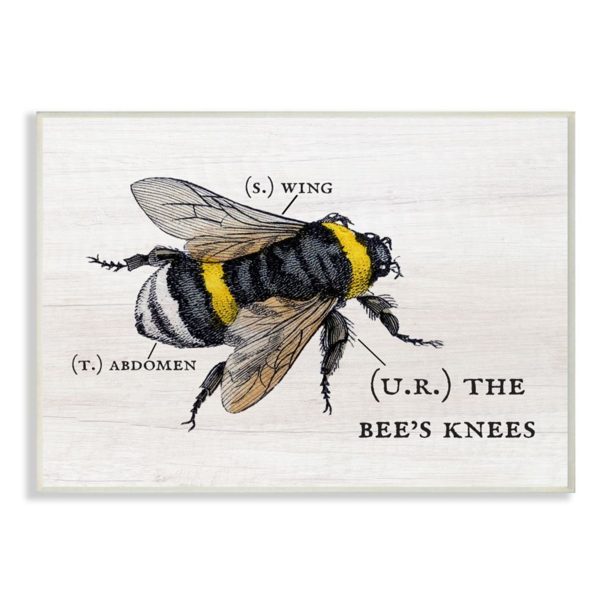 Stupell Industries Anatomy of Honey Bee Pun Charming Bee's Knees Design by Daphne Polselli