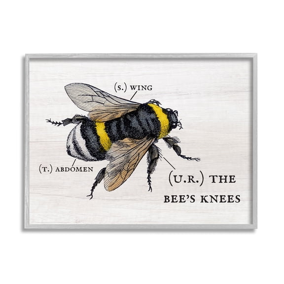 Stupell Industries Anatomy of Honey Bee Pun Charming Bee's Knees Graphic Art Framed Art Print Wall Art, 30x24, By Daphne Polselli
