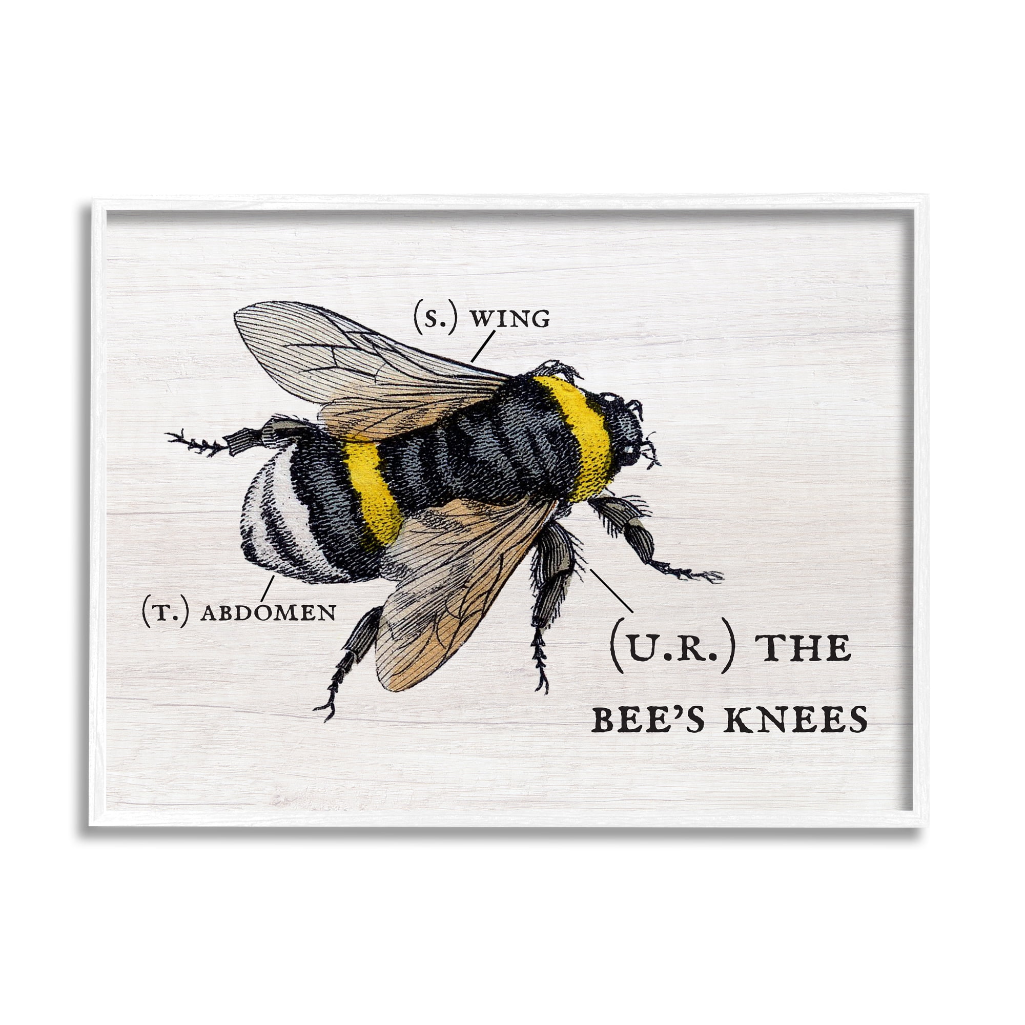 Stupell Industries Anatomy of Honey Bee Pun Charming Bee's Knees Graphic Art Framed Art Print Wall Art, 30x24, By Daphne Polselli