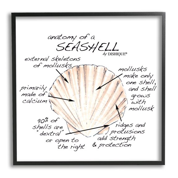 Stupell Industries Anatomy of Seashell Educational Marine Life Facts Chart Graphic Art Black Framed Art Print Wall Art, Design by Dishique