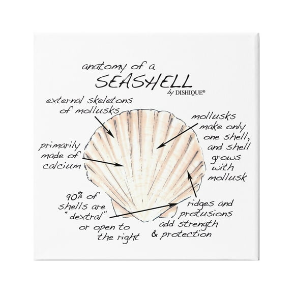 Stupell Industries Anatomy of Seashell Educational Marine Life Facts Chart Graphic Art Gallery Wrapped Canvas Print Wall Art, Design by Dishique