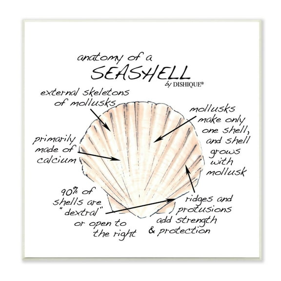 Stupell Industries Anatomy of Seashell Educational Marine Life Facts Chart Graphic Art Unframed Art Print Wall Art, Design by Dishique