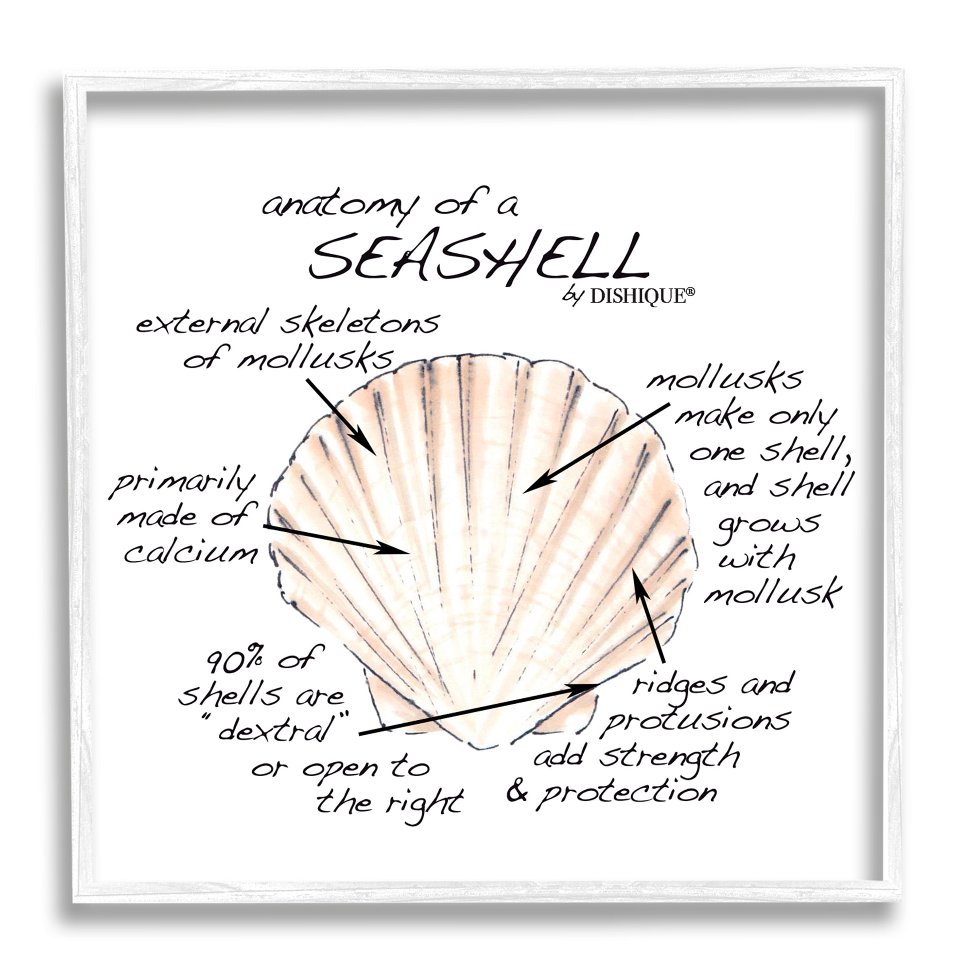 Stupell Industries Anatomy of Seashell Educational Marine Life Facts Chart Graphic Art White Framed Art Print Wall Art, Design by Dishique