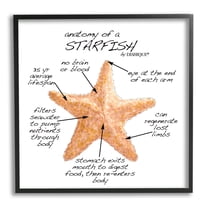 Stupell Industries Anatomy of Starfish Sea Life Wildlife Educational Facts Graphic Art Black Framed Art Print Wall Art, Design by Dishique
