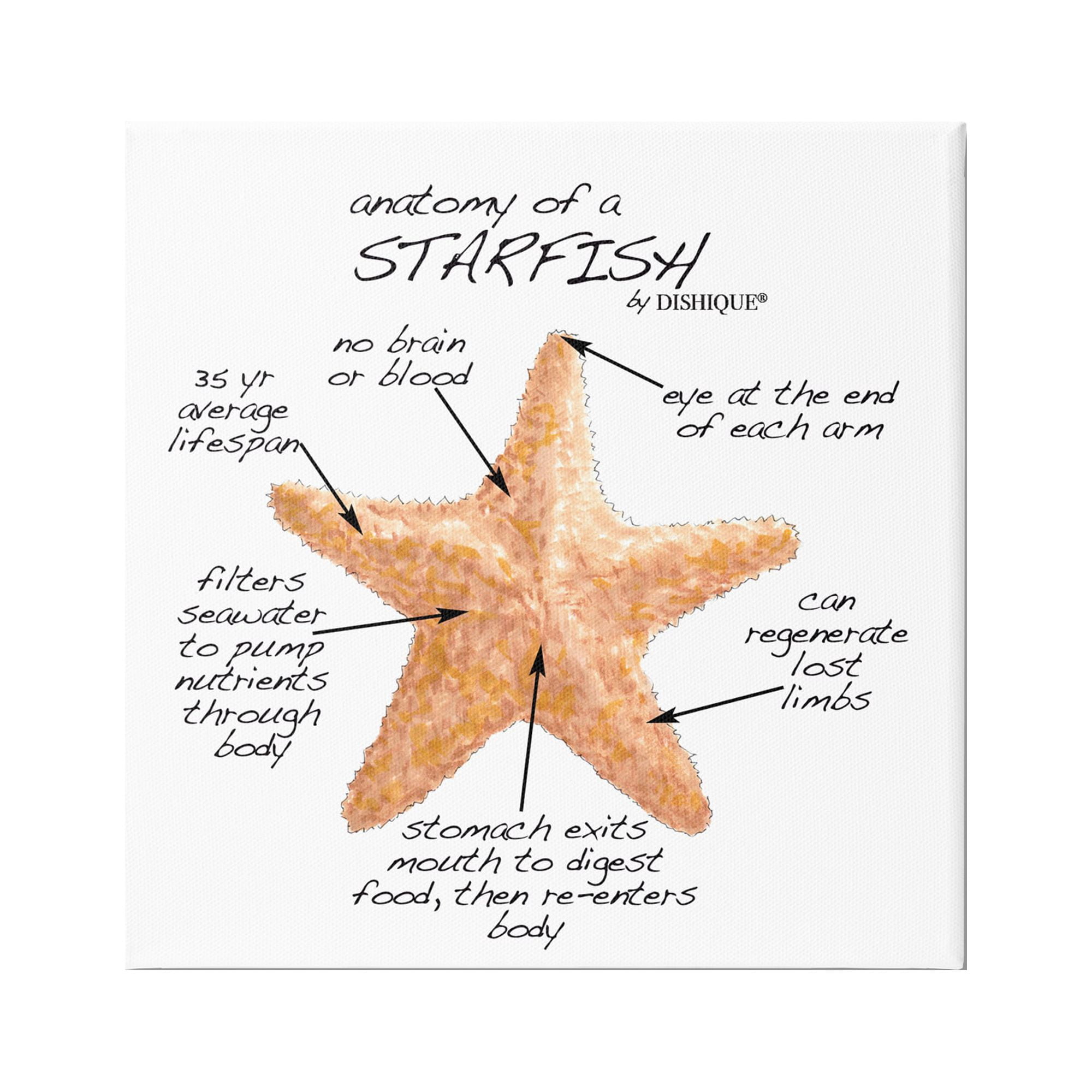 Stupell Industries Anatomy of Starfish Sea Life Wildlife Educational Facts Graphic Art Gallery Wrapped Canvas Print Wall Art, Design by Dishique