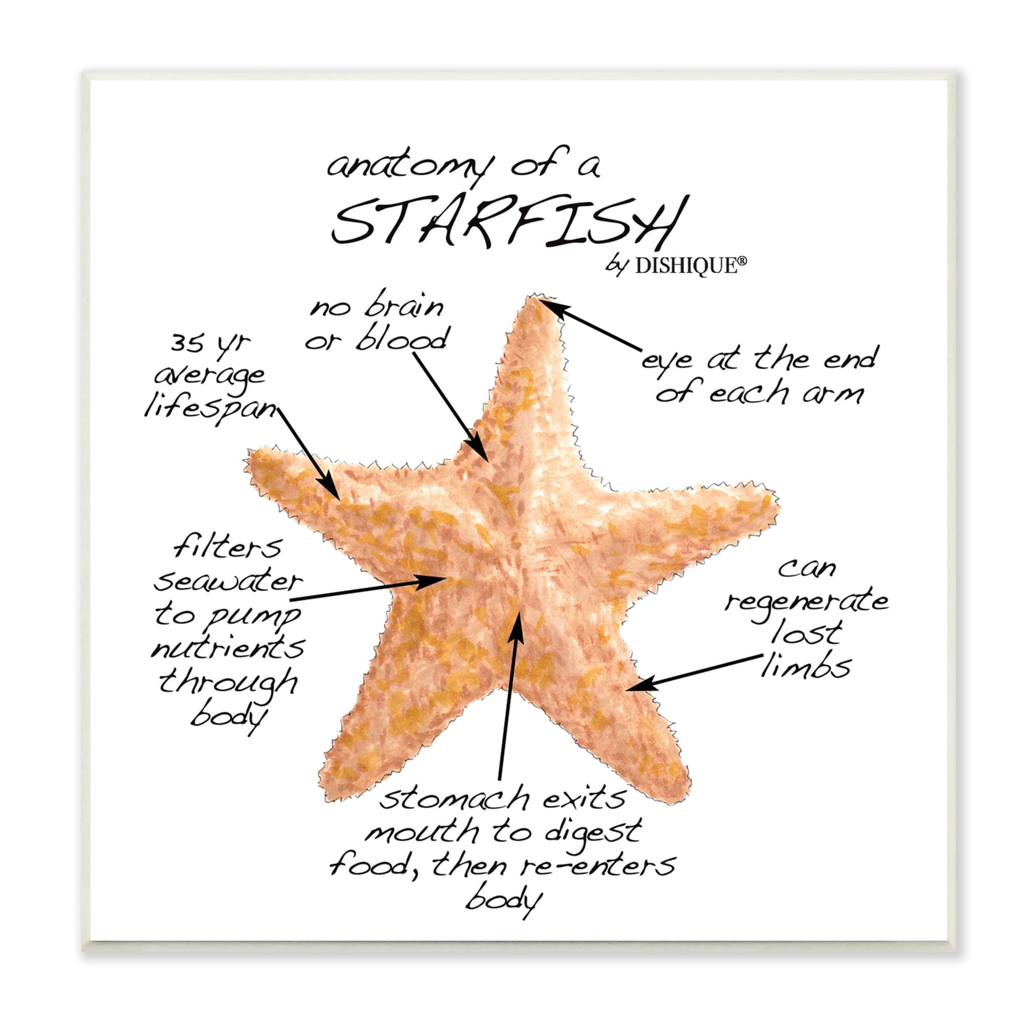 Anatomy of a Starfish Educational Graphic Art Print on MDF Wood