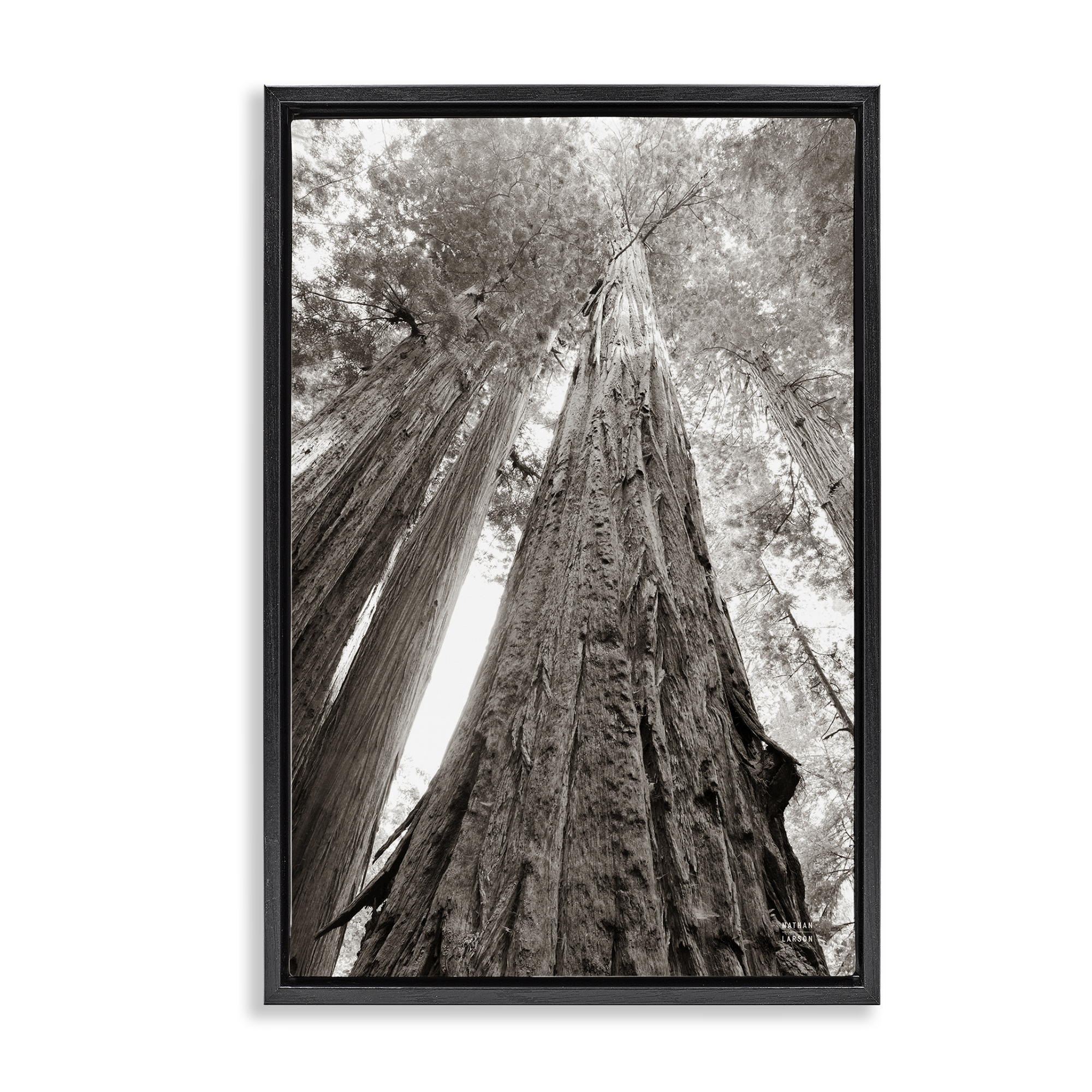 Stupell Industries Ancient Redwood Forest Landscape & Nature Photography Black Floater Framed Canvas Art Print Wall Art, 17 x 25