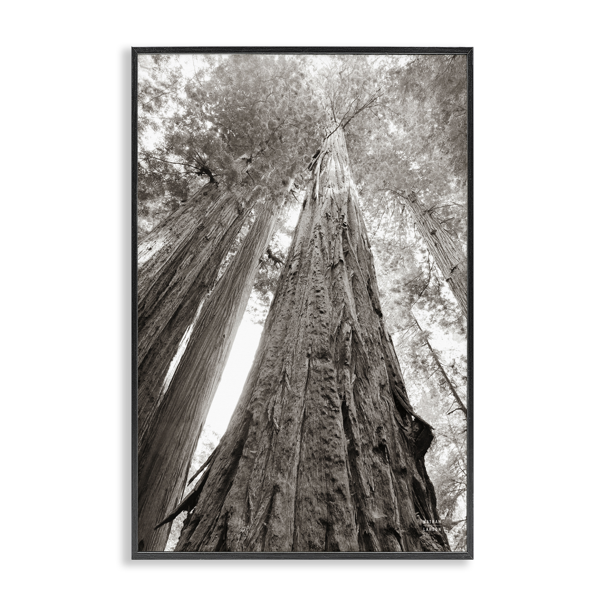 Stupell Industries Ancient Redwood Forest Landscape & Nature Photography Black Framed Art Print Wall Art, 16 x 24