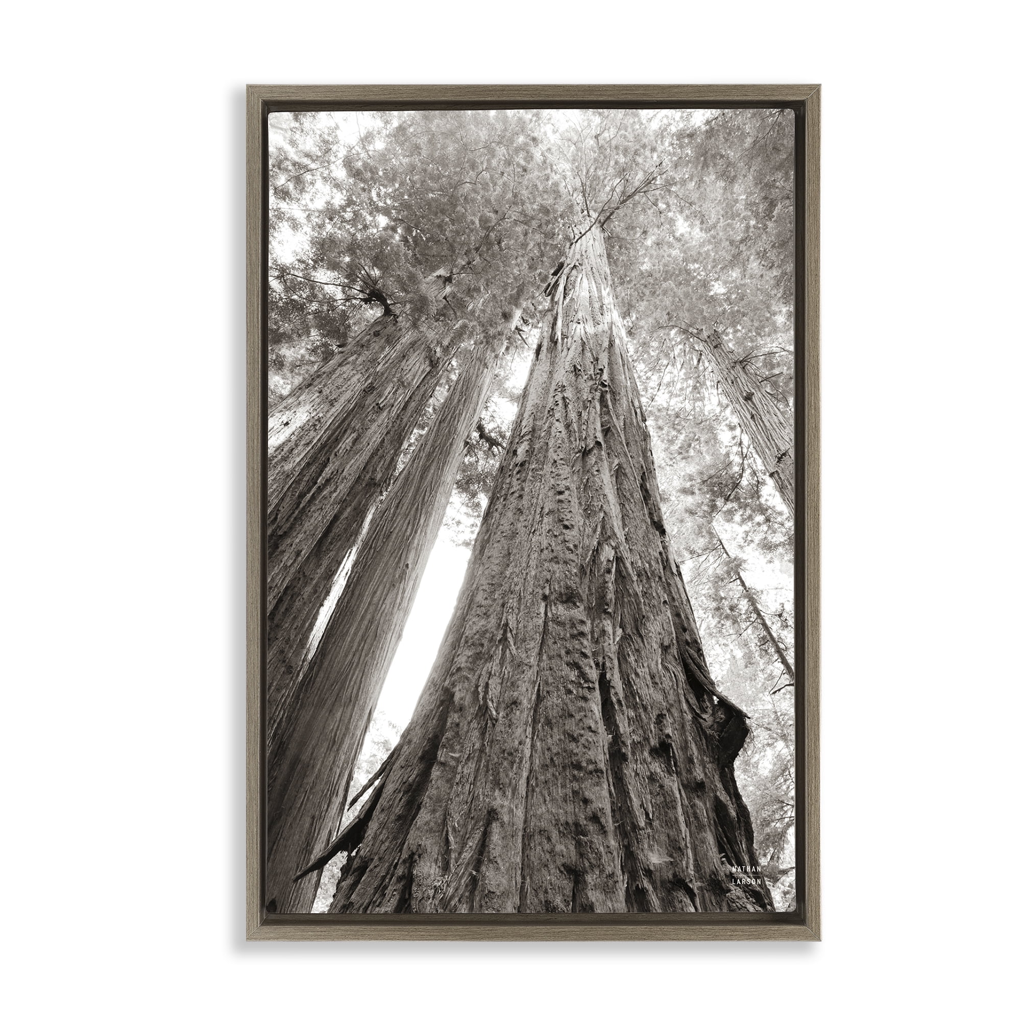 Stupell Industries Ancient Redwood Forest Landscape & Nature Photography Brown Floater Framed Canvas Art Print Wall Art, 21 x 31