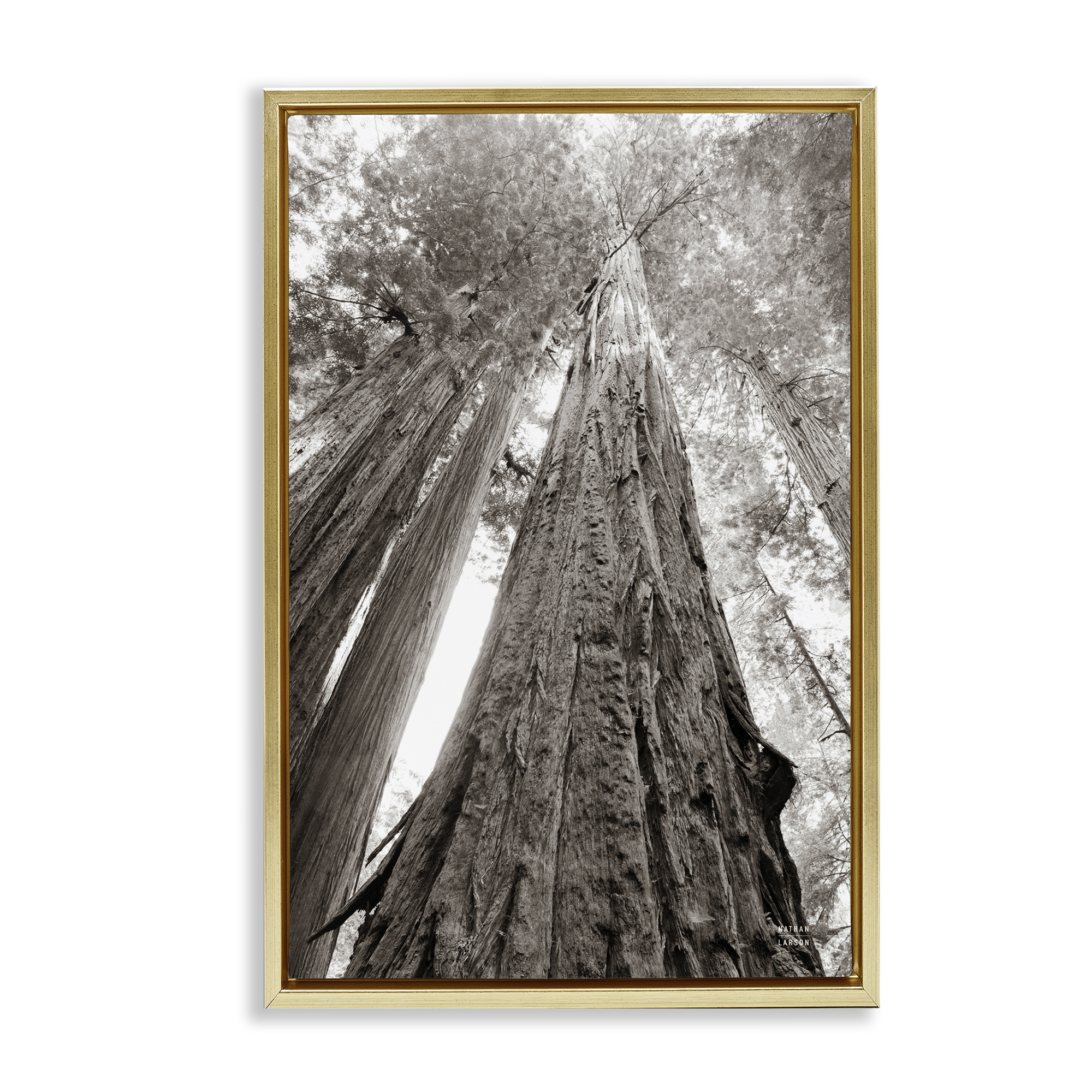 Stupell Industries Ancient Redwood Forest Landscape & Nature Photography Gold Floater Framed Canvas Art Print Wall Art, 17 x 25