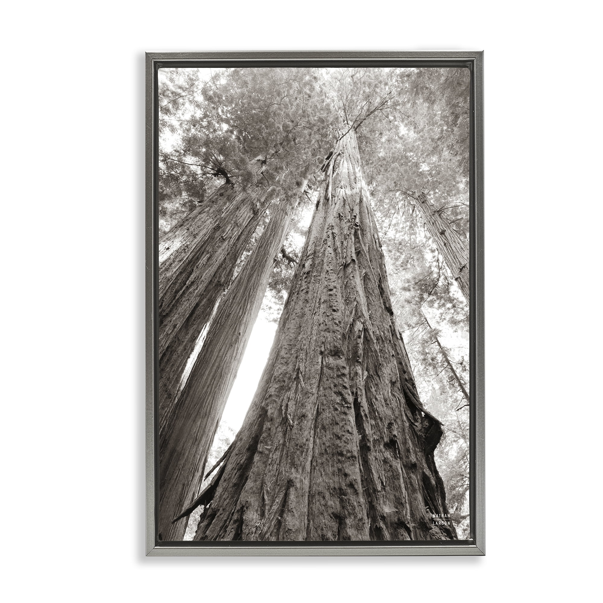 Stupell Industries Ancient Redwood Forest Landscape & Nature Photography Gray Floater Framed Canvas Art Print Wall Art, 17 x 25