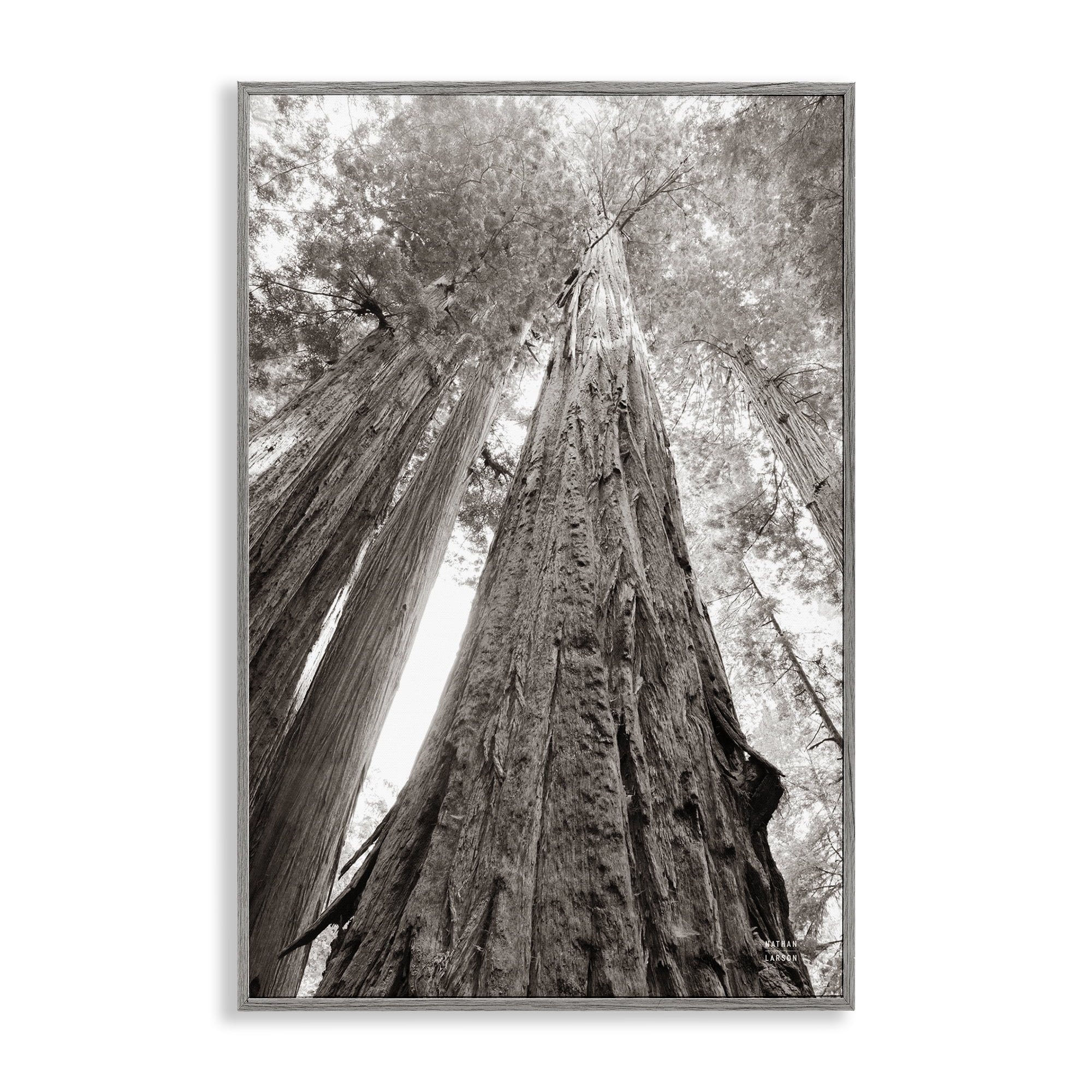 Stupell Industries Ancient Redwood Forest Landscape & Nature Photography Gray Framed Art Print Wall Art, 16 x 24