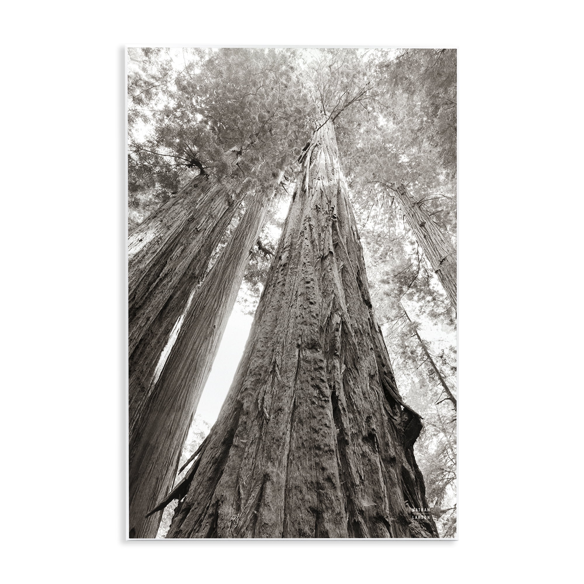 Stupell Industries Ancient Redwood Forest Landscape & Nature Photography Unframed Art Print Wall Art, 10 x 15