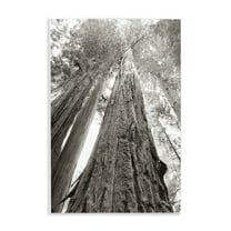 Stupell Industries Ancient Redwood Forest Landscape & Nature Photography Unframed Art Print Wall Art, 10 x 15