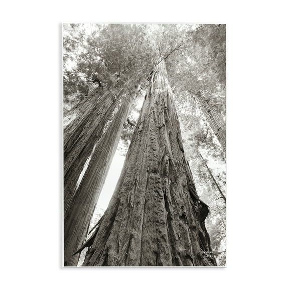Stupell Industries Ancient Redwood Forest Landscape & Nature Photography Unframed Art Print Wall Art, 10 x 15