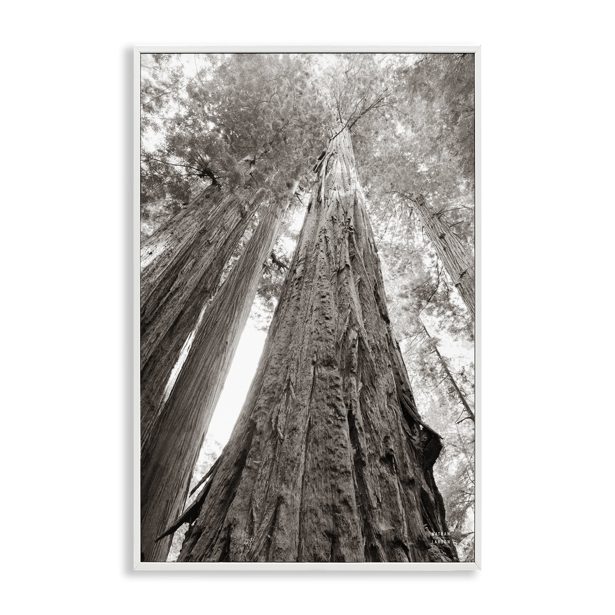 Stupell Industries Ancient Redwood Forest Landscape & Nature Photography White Framed Art Print Wall Art, 16 x 24