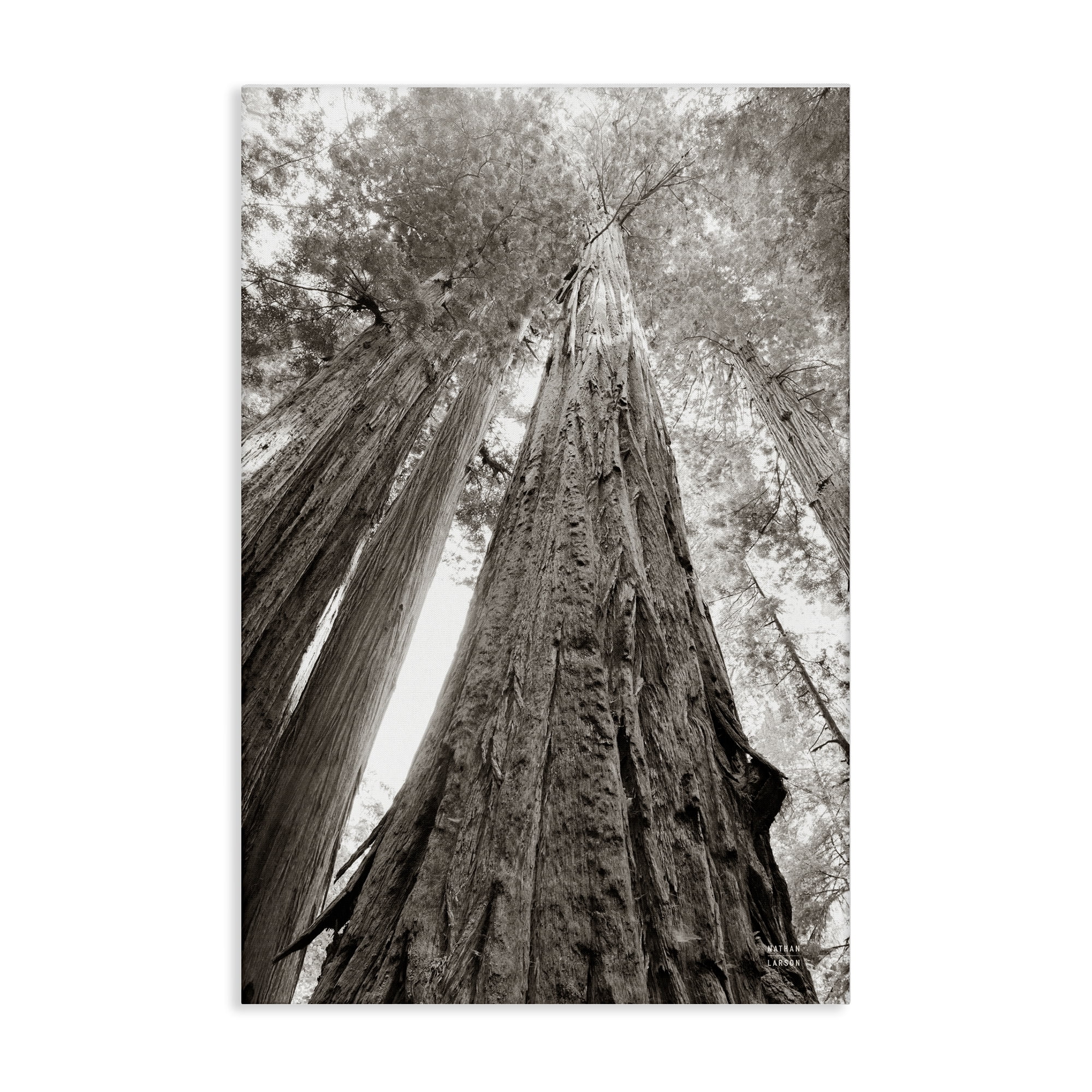 Stupell Industries Ancient Redwood Forest Landscape & Nature Photography Wrapped Canvas Art Print Wall Art, 20 x 30