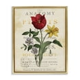 thumbnail image 1 of Stupell Industries Shabby Chic Antique Anatomy of Plants Gold Floating Frame Canvas Art, 17 x 21, by Susan Arnot, 1 of 7