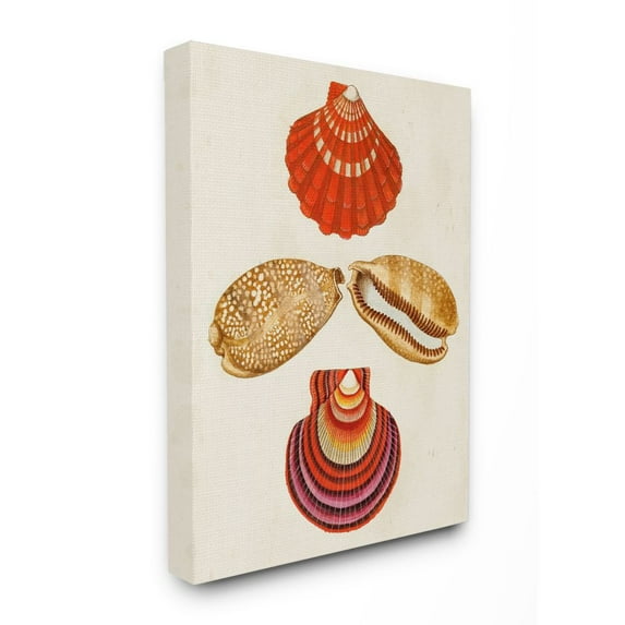 Stupell Industries Antique Brown Speckled Red Striped Sea Shell Art Canvas Wall Art Design by G.W. Knorr, 24" x 30"