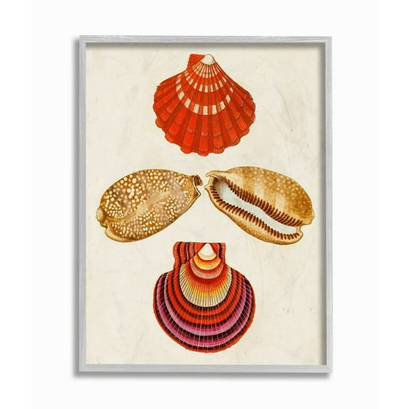 Stupell Industries Antique Brown Speckled Red Striped Sea Shell Art Framed Wall Art Design by G.W. Knorr, 11" x 14", Gray Framed