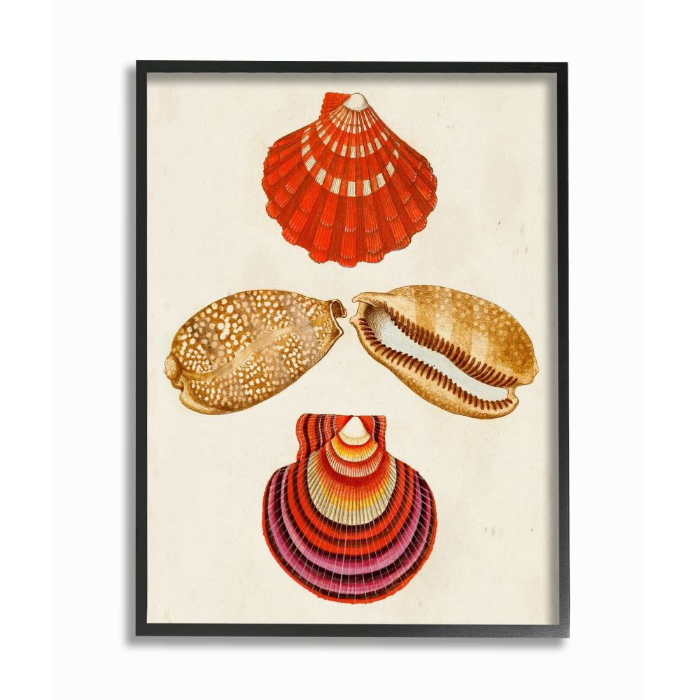 Stupell Industries Antique Brown Speckled Red Striped Sea Shell Art Framed Wall Art Design by G.W. Knorr, 24" x 30", Black Framed