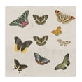 thumbnail image 1 of Stupell Industries Eclectic Antique Butterfly Flight Canvas Art, 17 x 17, by Dan Meneely, 1 of 8
