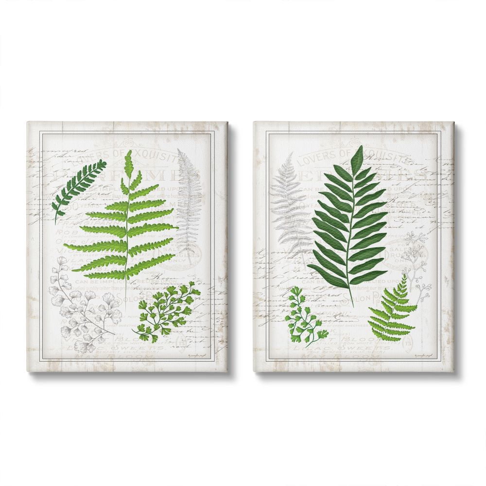 Stupell Industries Antique Fern Study with Script Forest Greenery Designed by Jennifer Pugh